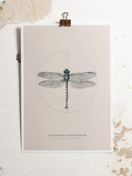 Teufelsnadel & Wasserjungfer | Poster DIN A4